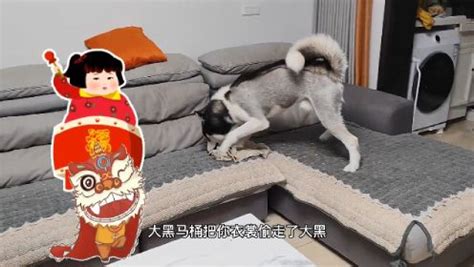 馬桶的逗比狗生,馬桶的逗比狗生合集縮略圖