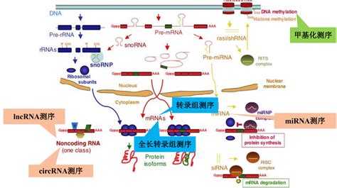 轉(zhuǎn)錄機(jī)的聲音,轉(zhuǎn)錄設(shè)備縮略圖