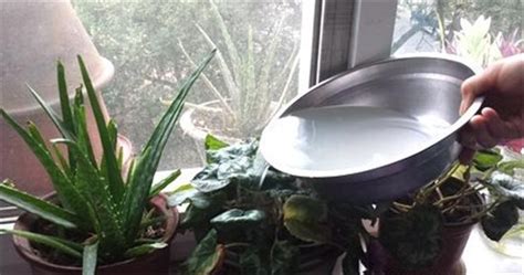 淘米水澆花的正確方法,淘米水澆花的正確方法比例縮略圖