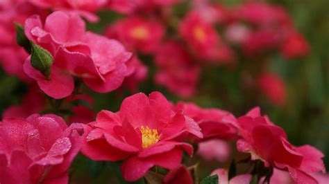 大紅花圖片(大紅花圖片大全)縮略圖