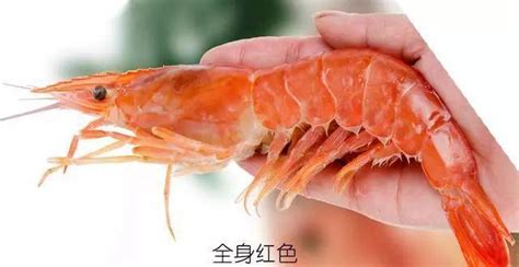 大頭蝦和羅氏蝦的區別(大頭蝦和羅氏蝦的區別圖片)縮略圖
