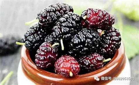 桑椹酒喝多少最好,桑椹酒喝多少最好喝縮略圖