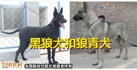 狼青犬與狼配對(狼青犬與狼配對圖片)縮略圖