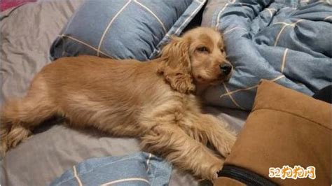 可卡犬掉毛嚴重嗎(可卡犬掉毛嚴重嗎圖片)縮略圖