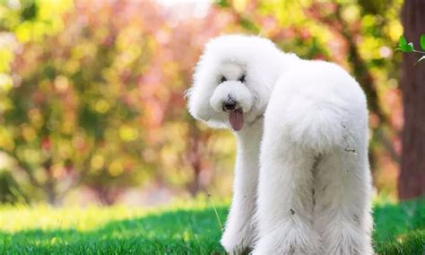 巨貴犬圖片欣賞,巨貴犬圖片欣賞大全縮略圖