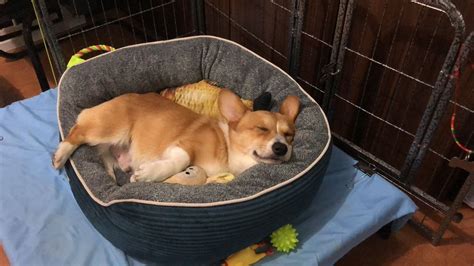 狗窩圖片(狗窩圖片大全大圖)縮略圖