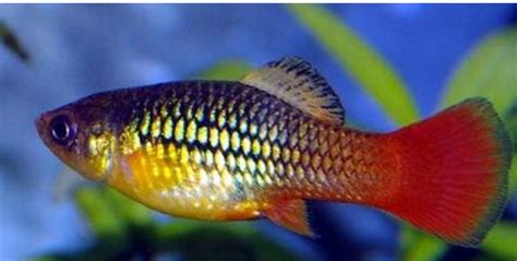 熱帶魚品種大全圖,熱帶魚品種大全圖片縮略圖