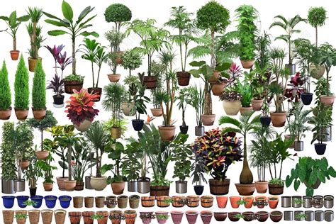 盆景花卉綠植批發(盆景花卉綠植批發直播)縮略圖
