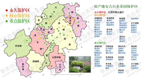 安吉白茶產地哪里(安吉白茶產地哪里好)縮略圖