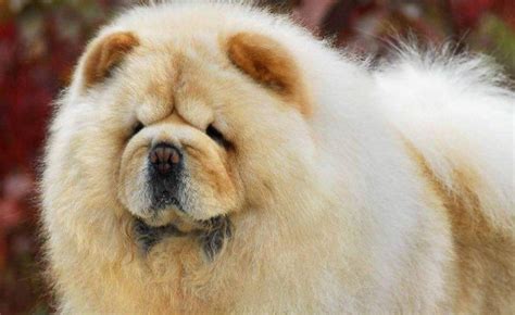 松獅犬能長到多少斤(松獅犬的優(yōu)缺點)縮略圖