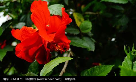 大紅花的圖片(大紅花的圖片與功效)縮略圖