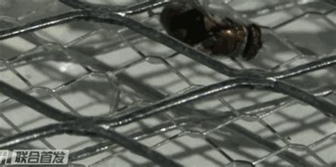 電蚊拍維修視頻教程,電蚊拍維修視頻教程大全縮略圖