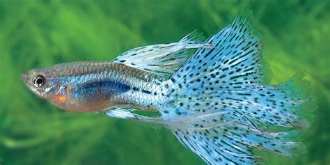 瑪麗魚和孔雀魚能放在一起嗎(瑪麗魚幼崽很難存活)縮略圖