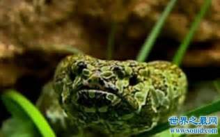 烙鐵頭蛇圖片,莾山烙鐵頭蛇圖片縮略圖