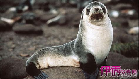海狗丸補腎陰虛還是陽虛(海狗丸是腎陰虛還是陽虛)縮略圖