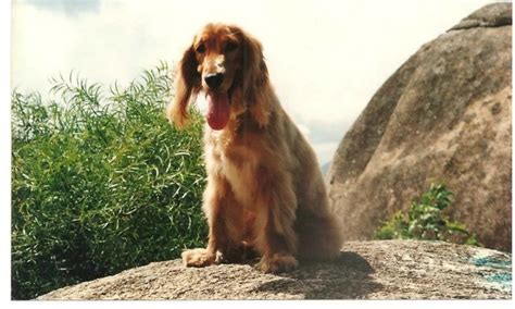 可卡犬是怎么來的,可卡犬為什么愛叫縮略圖
