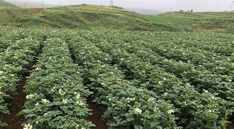 大洋芋山歌原唱,貴州大洋芋山歌原唱縮略圖