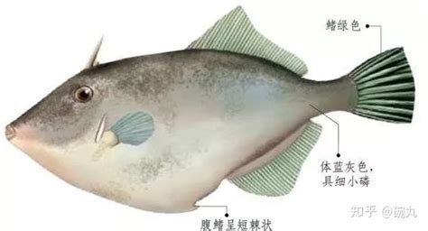 剝皮魚的危害,剝皮魚的危害有哪些縮略圖