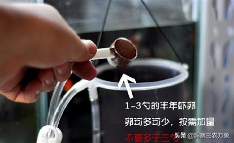 豐年蝦孵化教程,豐年蝦孵化教程視頻縮略圖