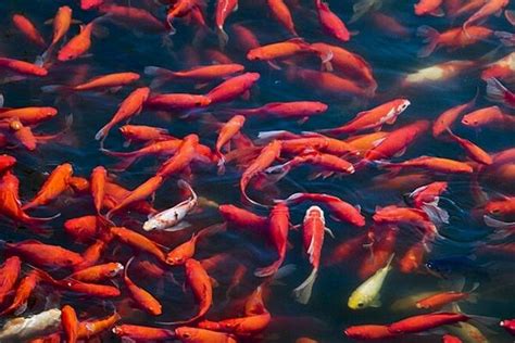 錦鯉魚苗批發市場,錦鯉魚苗批發市場在哪里啊縮略圖