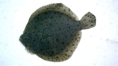 多寶魚為啥叫癌魚(多寶魚為什么說是癌魚)縮略圖