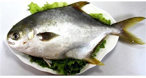 金昌魚和銀鯧魚有啥區(qū)別(金昌魚和銀鯧魚有啥區(qū)別圖片)縮略圖