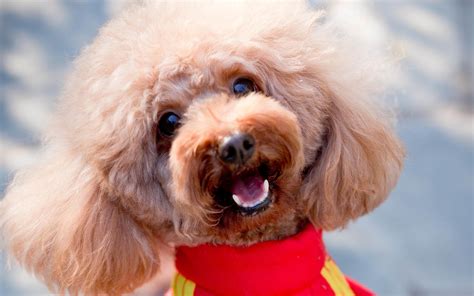 貴婦犬圖片大全貴賓犬,貴婦犬圖片大全貴賓犬黑色縮略圖