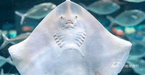 魟魚壽命能活多少年(鯇魚壽命有多長)縮略圖