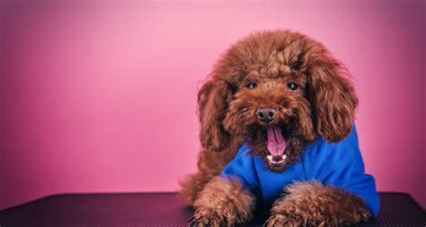 泰迪犬流氓表現(泰迪犬令人厭惡)縮略圖