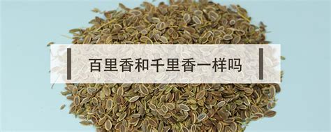 千里香是什么香料,千里香是什么香料圖片縮略圖