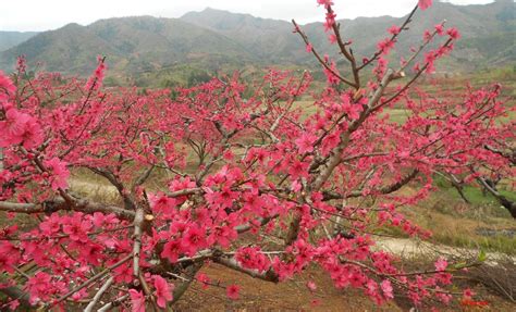 鷹嘴桃什么時候開花,鷹嘴桃什么時候開花呢縮略圖