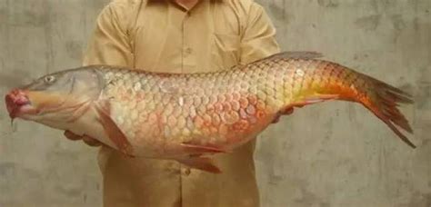 錦鯉魚爛身用什么藥最好,錦鯉魚爛身用什么藥縮略圖