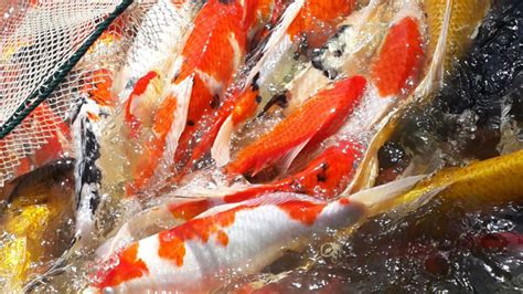 草金魚怎么分辨公母(草金魚怎么分辨公母圖片)縮略圖