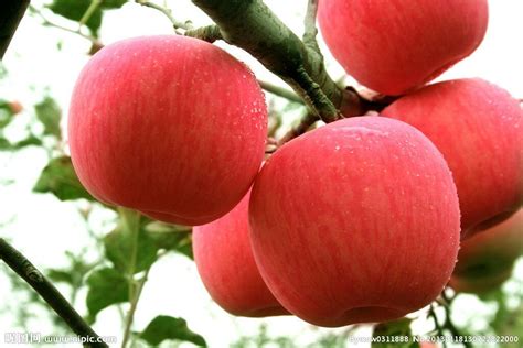 紅富士蘋果圖片大全,紅富士蘋果圖片大全大圖縮略圖