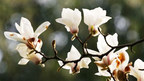白玉蘭花(白玉蘭花的寓意是什么)縮略圖
