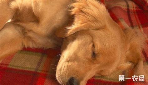金毛幼犬吃什么狗糧好,金毛幼犬吃什么狗糧好吃縮略圖