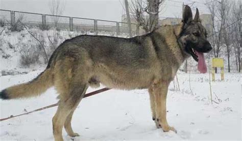 狼青犬能長多大,狼青犬能長多大體重多少公斤縮略圖
