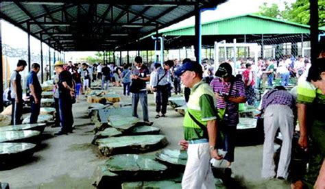 緬甸翡翠批發市場,緬甸翡翠批發市場在哪里縮略圖
