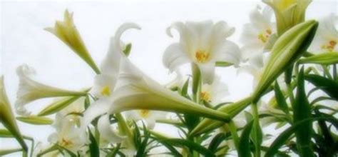 香水百合開完花后怎么處理,香水百合開完花后怎么處理視頻縮略圖
