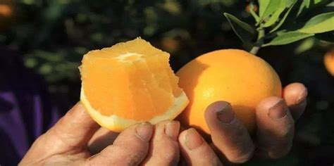 贛南臍橙的營(yíng)養(yǎng)與功效,贛南臍橙的營(yíng)養(yǎng)與功效圖縮略圖