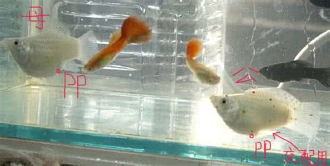 熱帶魚生小魚前的征兆,熱帶魚生小魚前的征兆視頻縮略圖