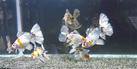 草金魚能長多大,草金魚能長多大活多久縮略圖