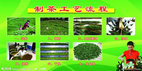 嶗山綠茶制作工藝流程(嶗山綠茶制作工藝流程視頻)縮略圖