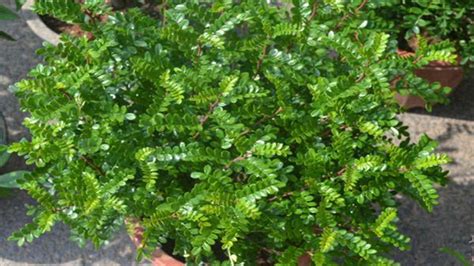 清香木三大害處,清香木的養(yǎng)殖方法縮略圖