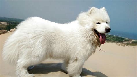 薩摩耶犬的美容方法(薩摩耶犬的美容方法視頻)縮略圖