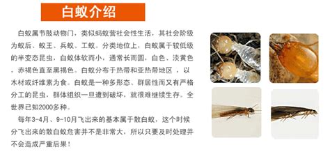 聯苯菊酯的正確使用方法(聯苯菊酯的正確使用方法是)縮略圖