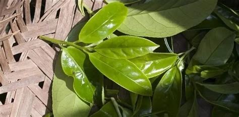 單叢茶鴨屎香(單叢茶鴨屎香屬于什么茶?好還是蜜蘭香好)縮略圖