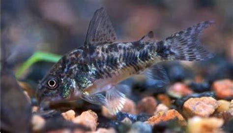 熱帶魚哪種最好養(熱帶魚哪種最好養大型)縮略圖