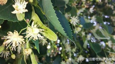 椴樹蜜產(chǎn)地哪里最好,椴樹蜜多少錢一斤縮略圖