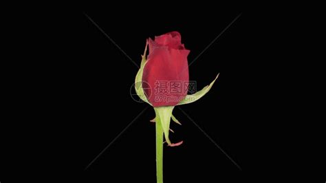 玫瑰花開(kāi),玫瑰花開(kāi)32步完整版縮略圖